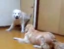 暴れん坊