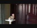 うちのモカさまオアソビ中