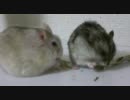 ニボシに飛びつくハムスター