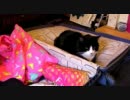 荷造りの邪魔が得意な猫