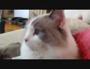美しすぎる猫とかわいすぎる猫