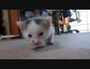 我が家の猫たち－スーパーぷるぷるよちよち－