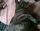 家の猫さんが甘えたモードになったのでうpってみた
