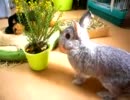 なんだか草にハマってるうさぎ