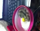 もこちゅわん