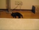 ねこ　FF14   FF11
