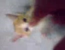 うちの孔明が赤ちゃんのとき