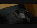【リア獣】 スヤスヤ(生後二日目) 【猫万歳】