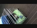 避難先で怯えるダックス、そして迫る影