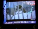 宮城地震　ペットショップの動物が全滅　生存の子猫を見殺しにする店主