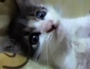 遊んで遊んでー