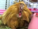 モルモットのあくび
