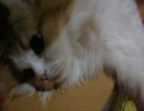 アンバー通信Vol.0011　癒し猫
