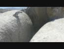 ペンギン決死の大ジャンプ！
