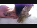 ひなたぼっこからのチュパチュパ　猫