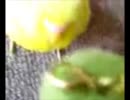 セキセイインコのボクシング