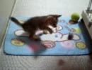 子猫のころ。吊り下げたネズミのおもちゃで激しく遊んでます。
