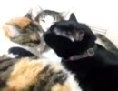 【ぬこぬこ動画】毛づくろいするにゃんず