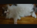 アンバー通信Vol.0014　セクシーに毛づくろいする猫