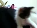 カメラが気になる猫