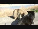 【野良猫】河原に住んでいる野良猫を撮影してみた　その12