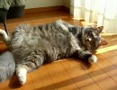 モフモフ5.5kg