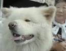 JR東日本 CM MY FIRST AOMORI ブサ犬わさお＠鯵ヶ沢篇