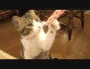 うちのぬこ 44 － げんきだよ。