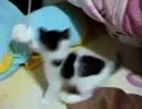 じゃれるねこ