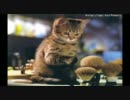 猫と犬の画像