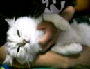 うちのぬこ５
