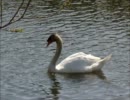 白鳥だよね？これ？