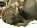 寝る前に足を舐める猫