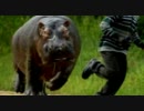 Hungry,Hungry Hippo!
