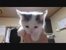 我が家の猫たち－深夜3時にはしゃぐ子猫たち2－