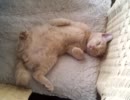 子猫のマロンとミルク　お腹いっぱいでしゅ