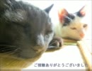けづくろい中に舌をしまい忘れるねこ~午後の微睡み~