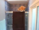 お風呂を覗く猫