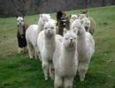 Alpaca Approach