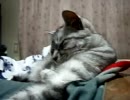 うち猫1