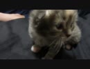 【リア獣】 もみじ 【猫万歳】