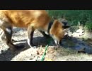 YOUTUBEより輸入　飼い狐”Ron"の散歩