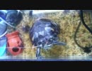 カメ釣り