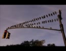 Polvo - City Birds