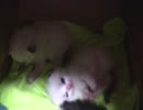 三匹の子猫　2