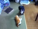 ビデオに撮られてる事に気づいて、かしこまるダックス
