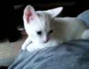 子猫のマロンとミルク　抑え込み脱出