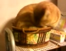 どうしてもカゴの中で寝たい猫