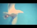 The Pastels / Tenniscoats - Vivid Youth