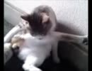 【歯で】ナイト・オブ・ナイツ【弾いてみた】
